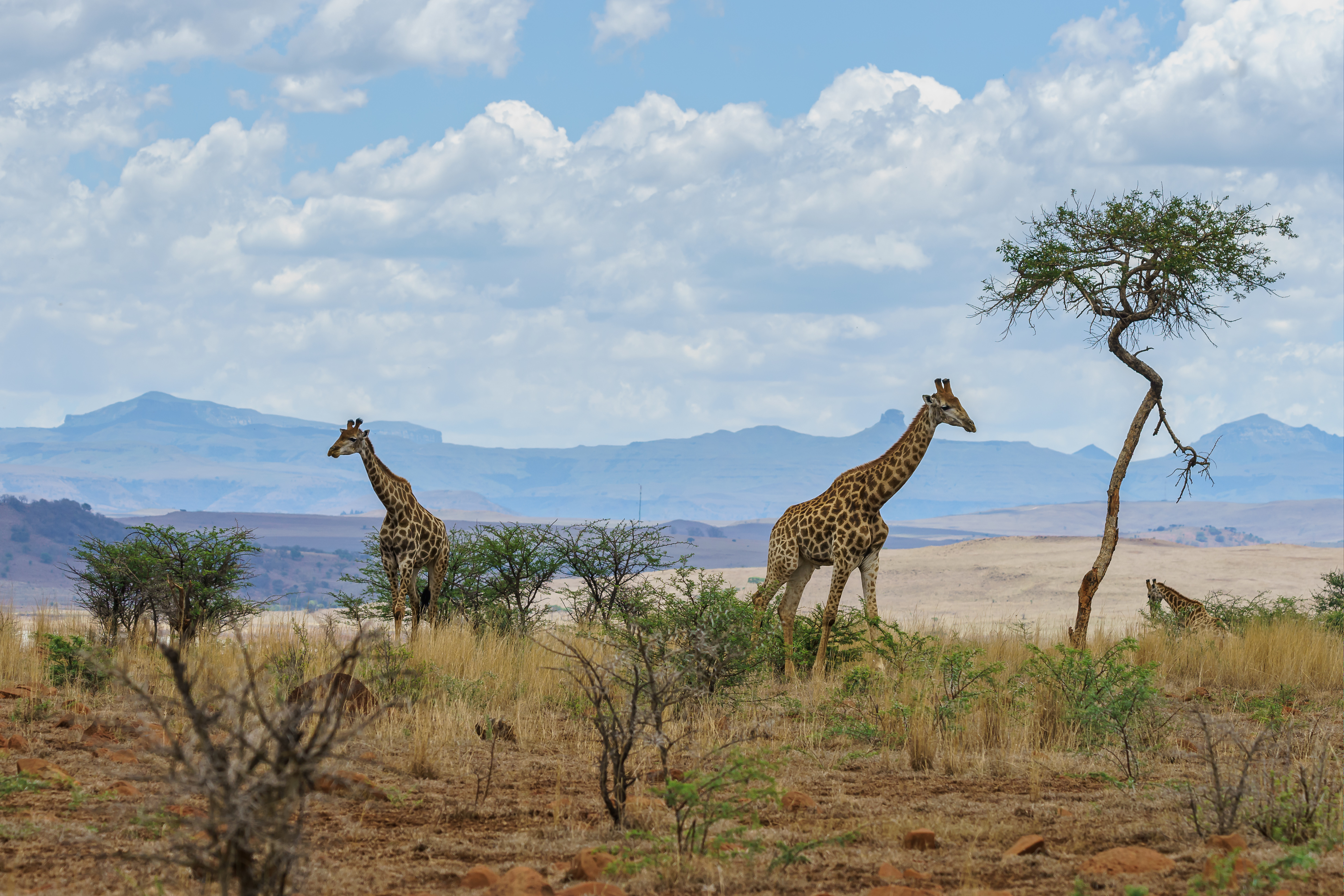 Kenyan safari